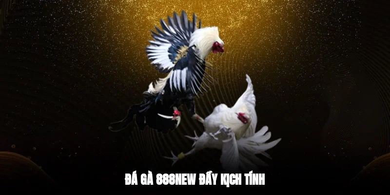 Đá gà 888new đầy kịch tính